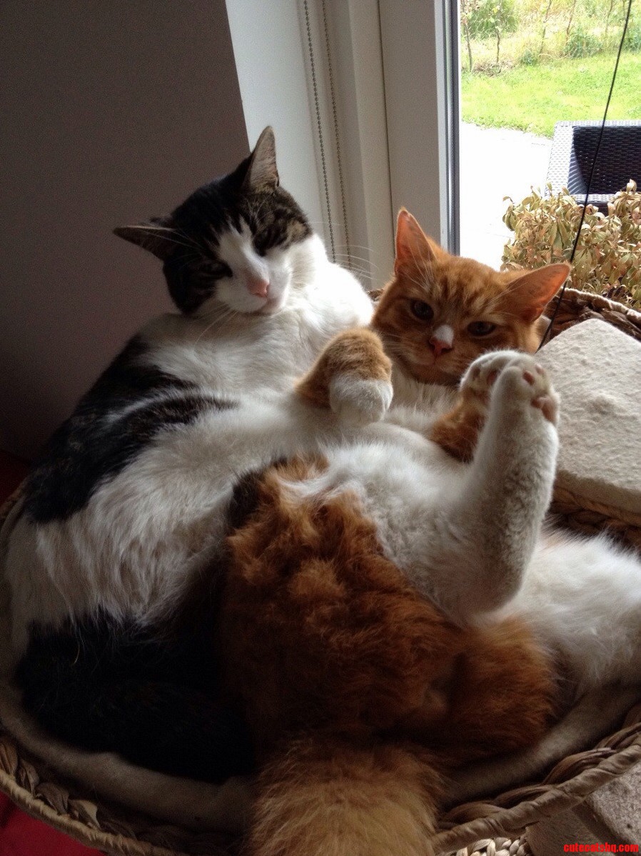 Meet My Cats Giggsy and Paulie They Are As You Can See Best Friends.
