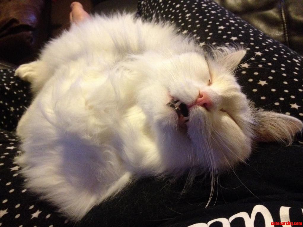 Meet My Majestic-as-fuck Siberian Forest Cat Caleb