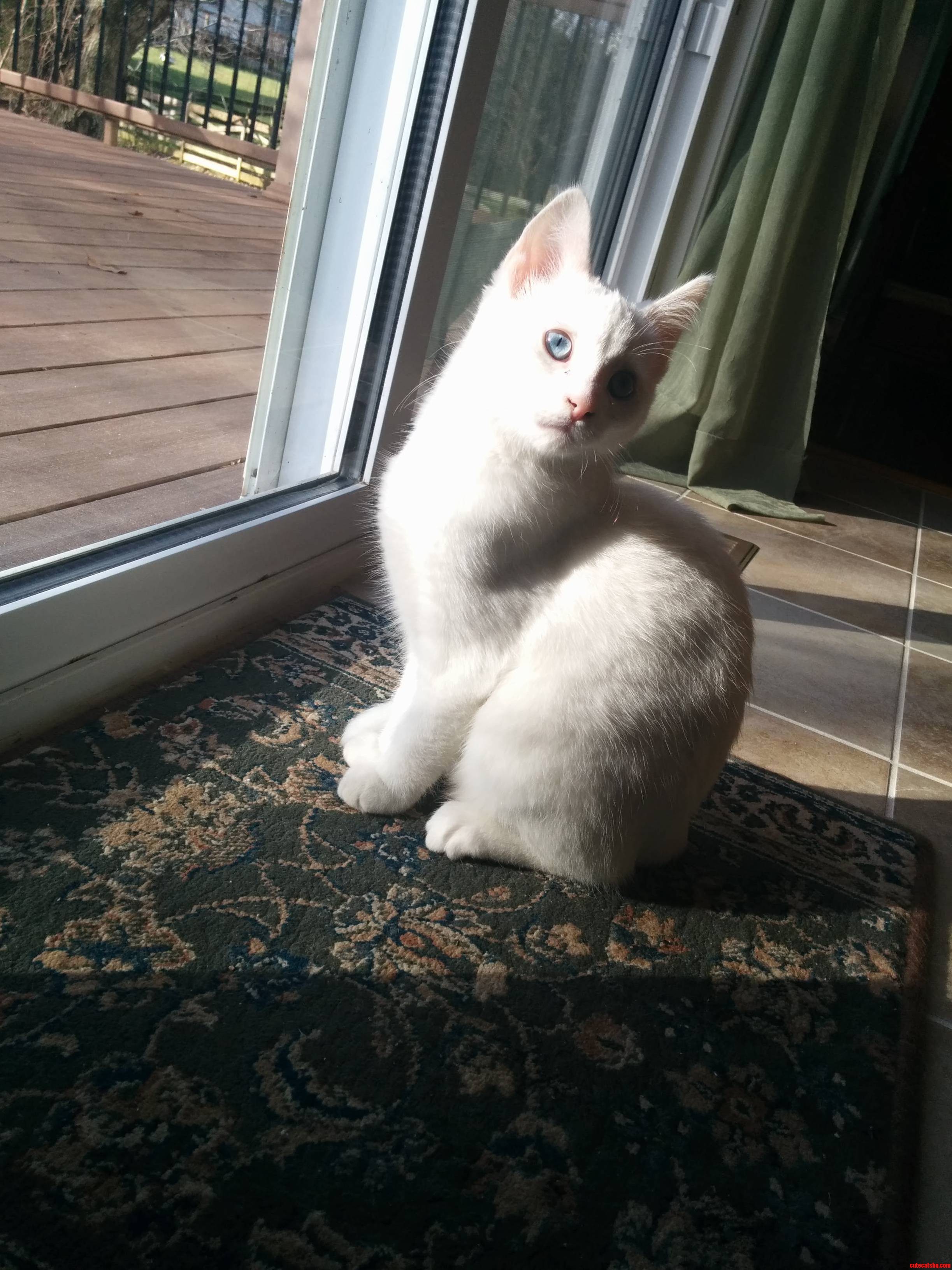 Meet My New Cat Leia She Loves Looking at the Squirrels