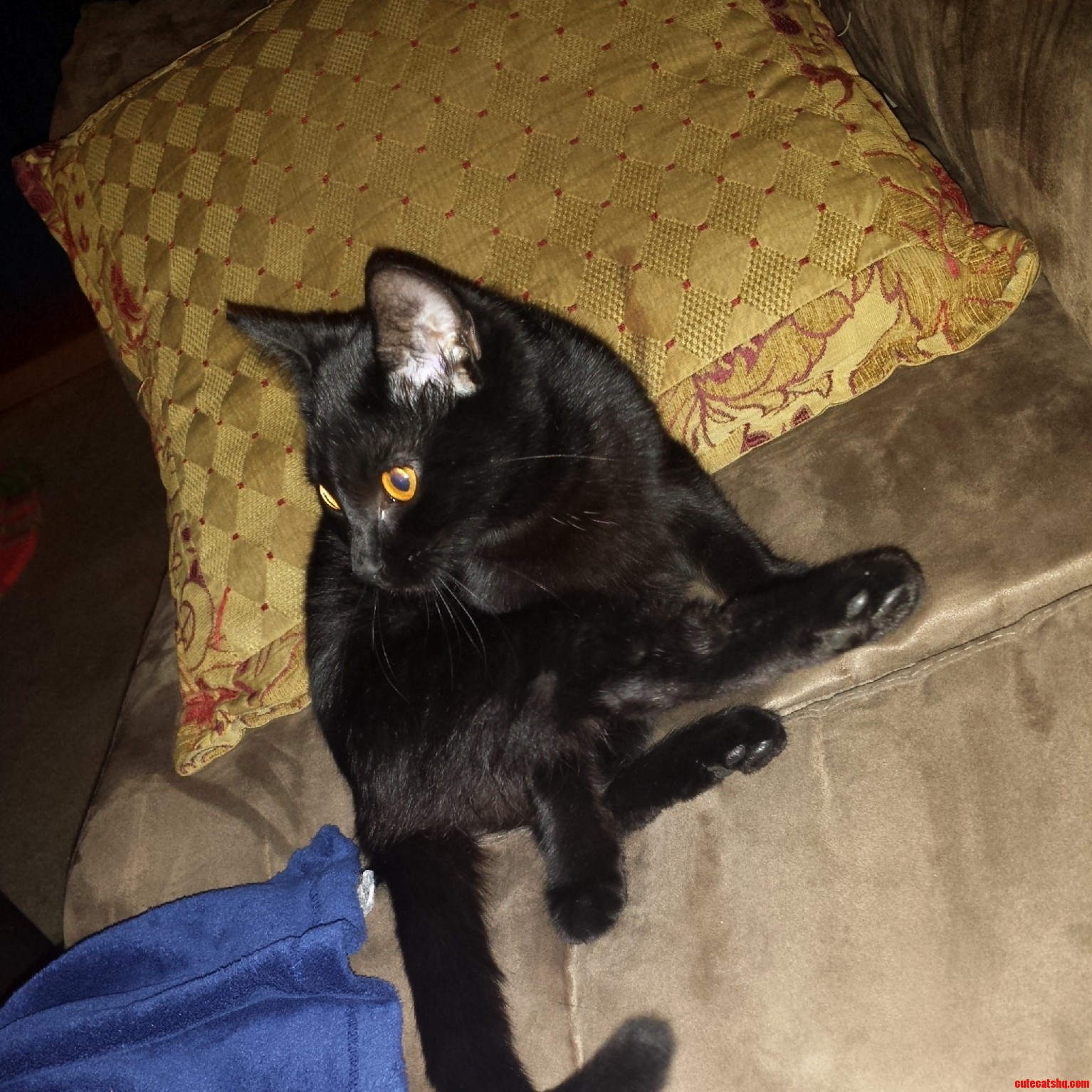 Meet My Newly Adopted Kitten Madeline