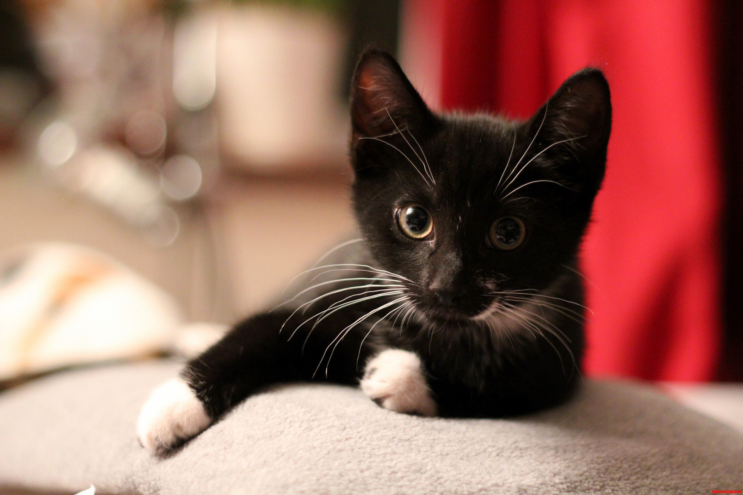 Meet My Ultra Relaxed Kitten Shadow.