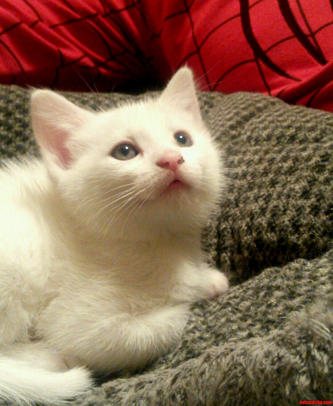 Meet Our New Little Girl Yeti