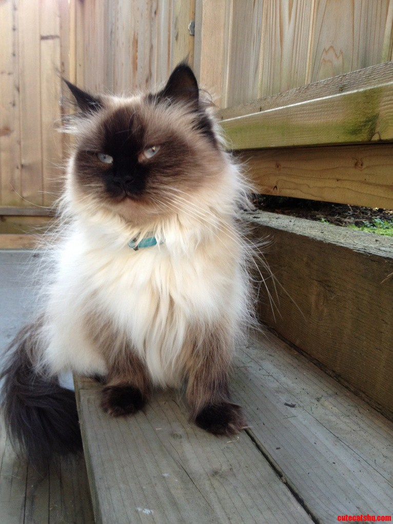 Meet Pie