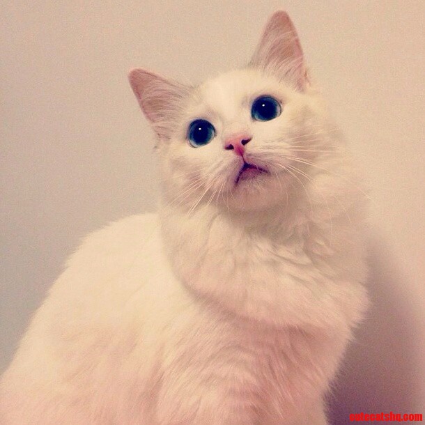 Meet Pom Pom. My Beautiful Ragdoll Girl