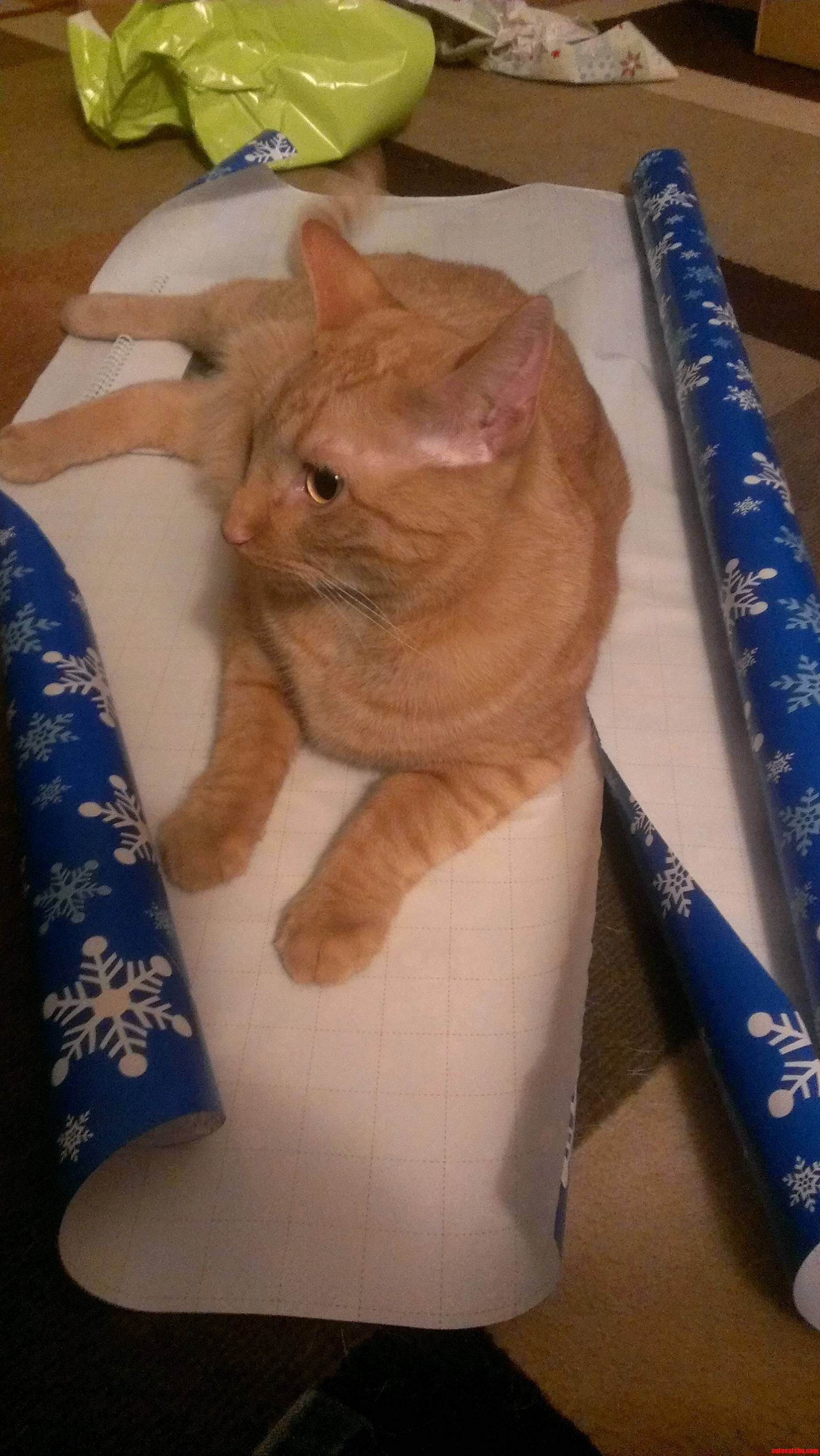 Meet Scotty the Reason It Takes So Long to Wrap Presents.
