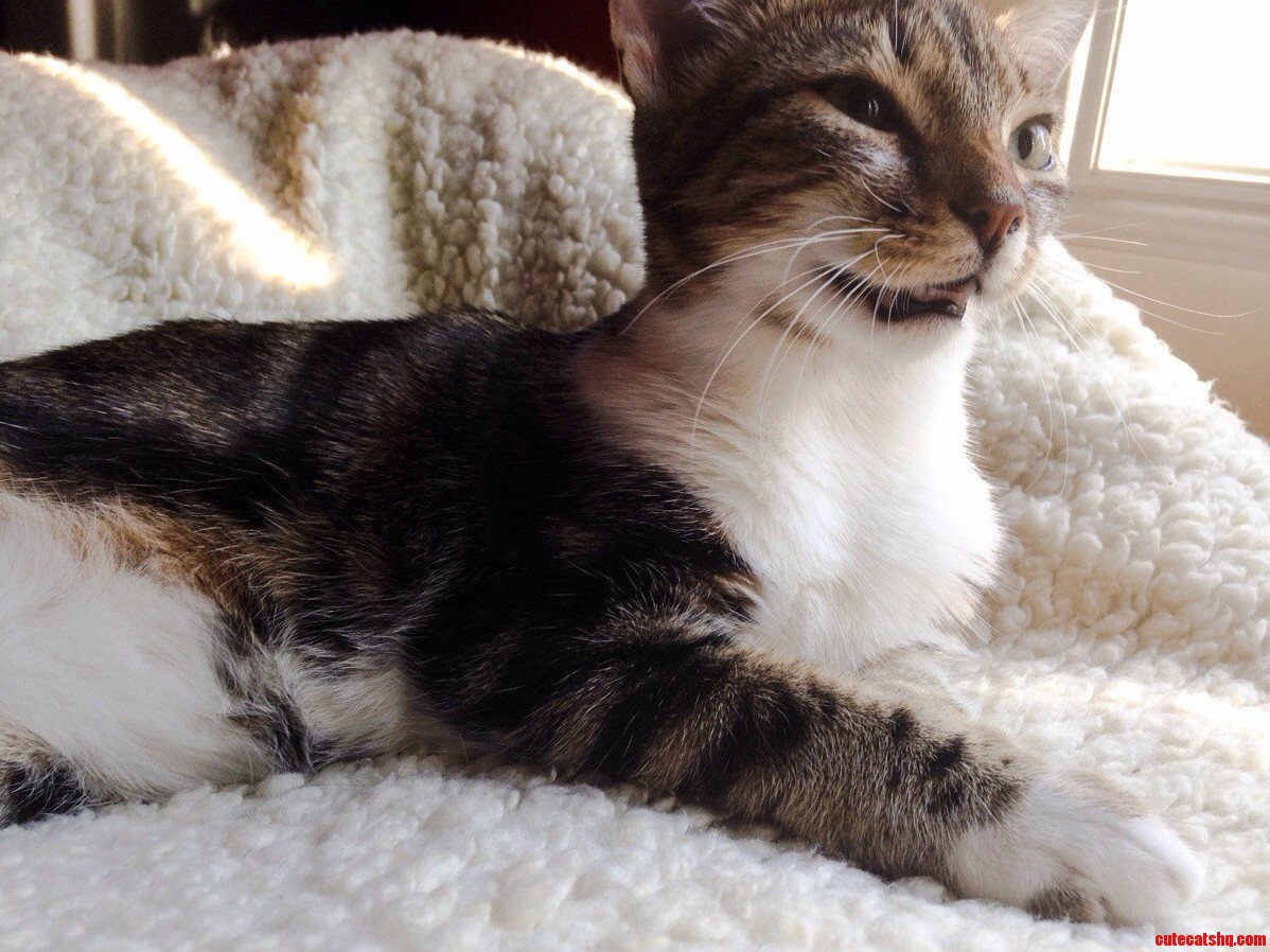 Meet Simba. He Has Breathing Issues and His Mouth Is Always Open.