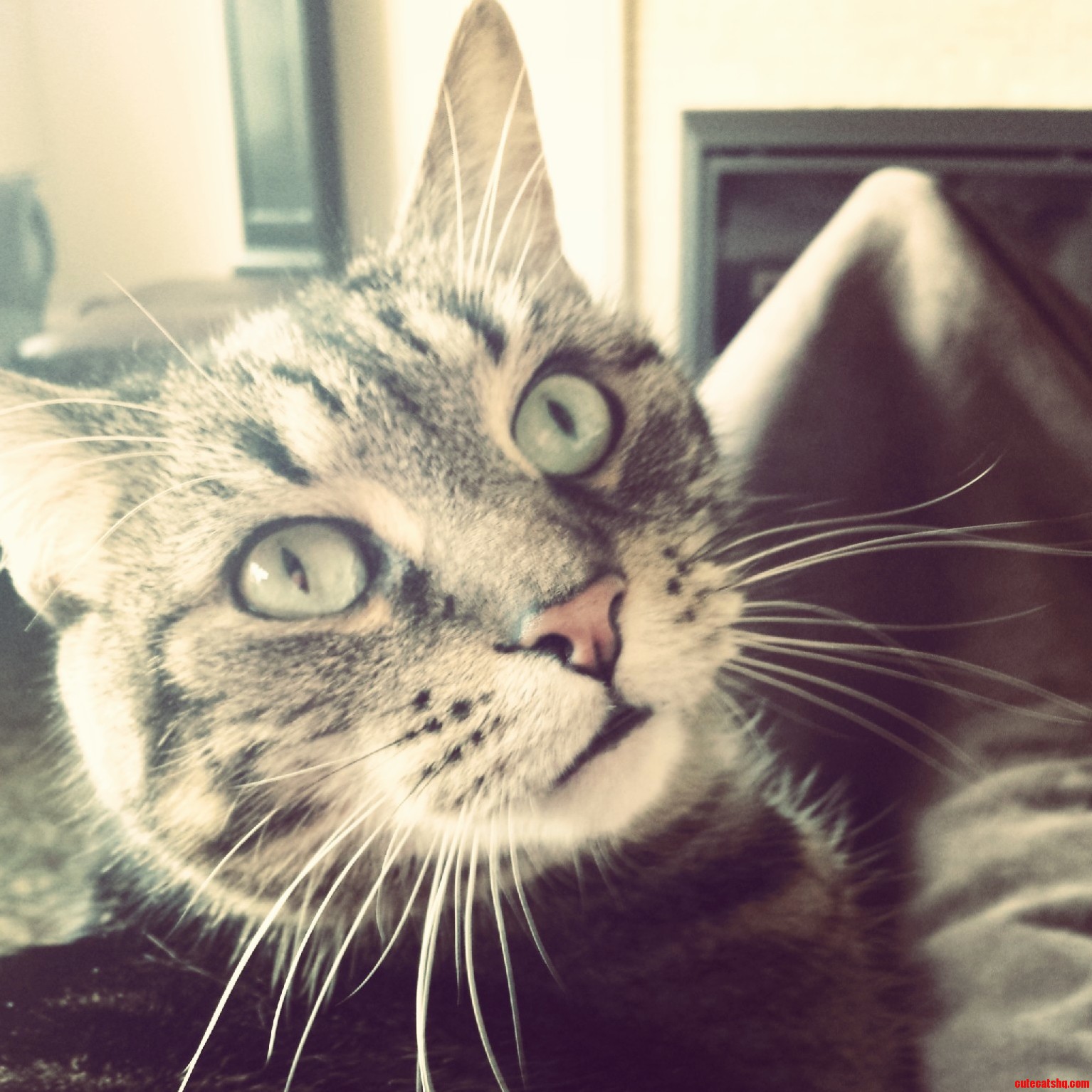 Meet Sparky He Is a Heart Breaker.