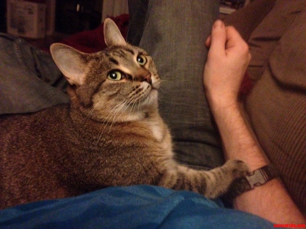 Meet the Little Shit Bobcat