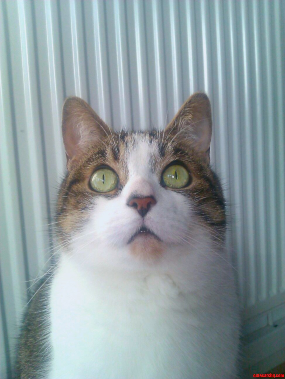 Meet Tigger