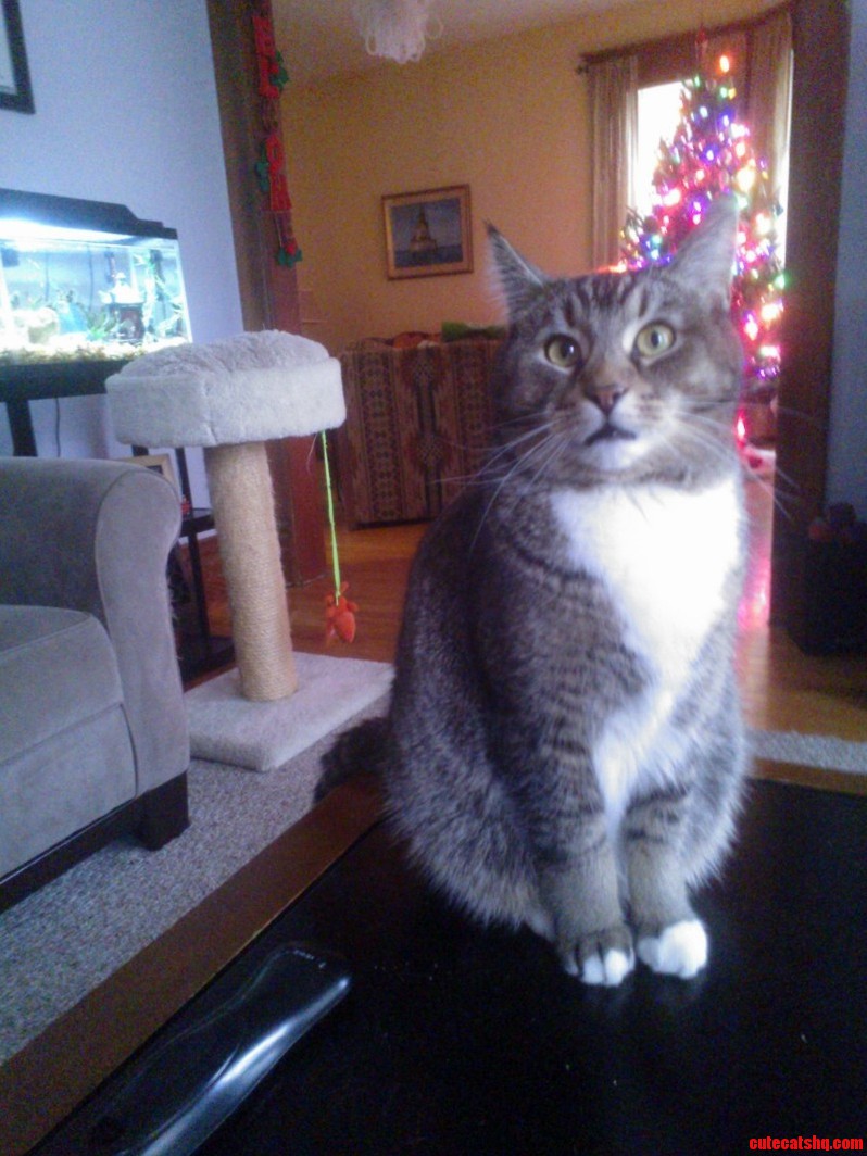 Meet Tommy.