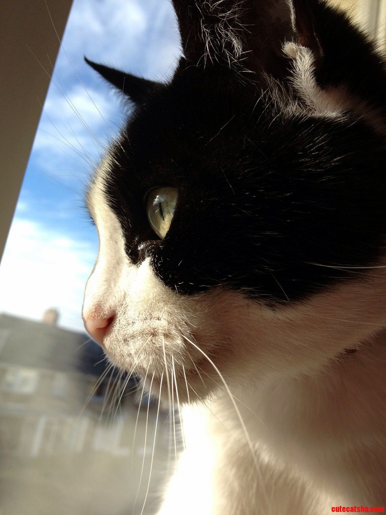 Megs Watching the Birds.