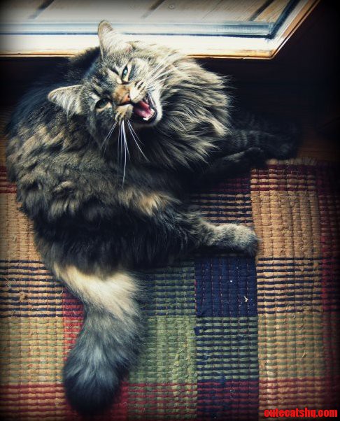 Meow