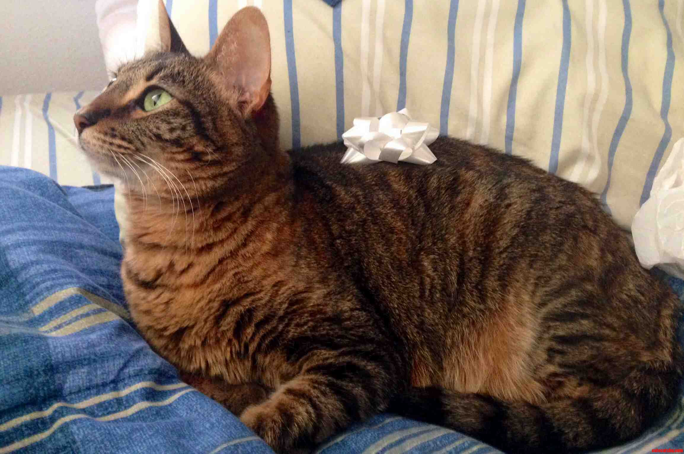 Meowy Christmas