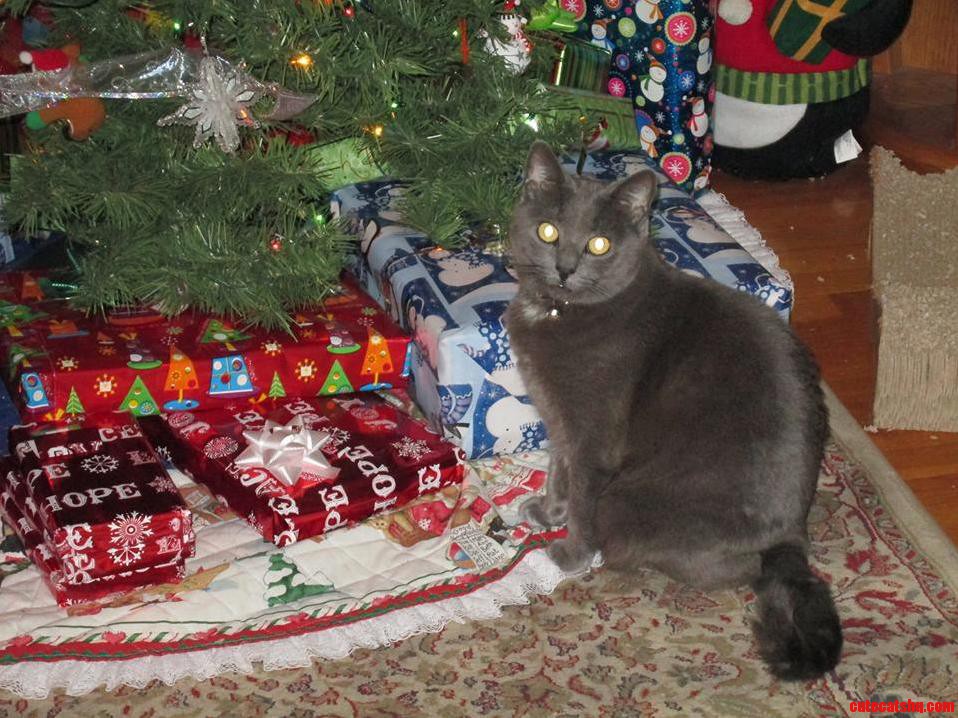 Merry Christmas from Callie