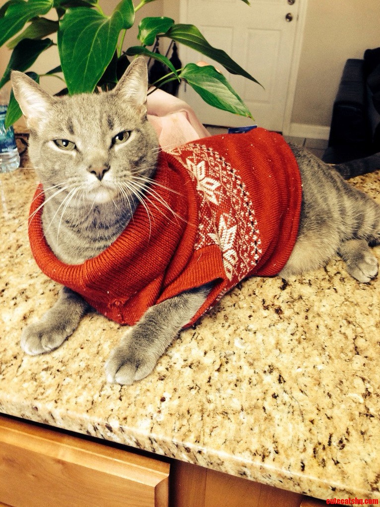 Merry Christmas from Luigi... a Fat Cat in a Sweater