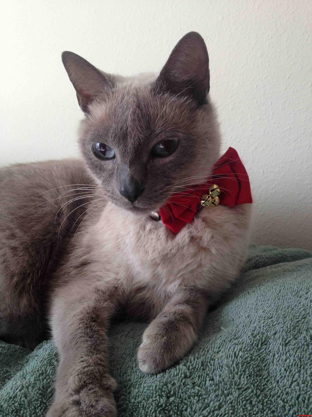 Merry Christmas from My Adorable Siamese Kitty