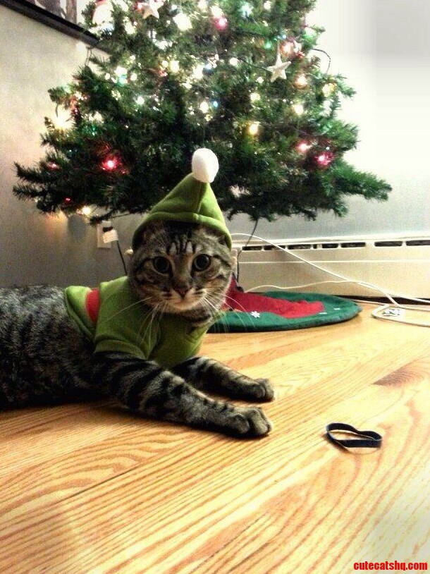 Merry Christmas from Pax