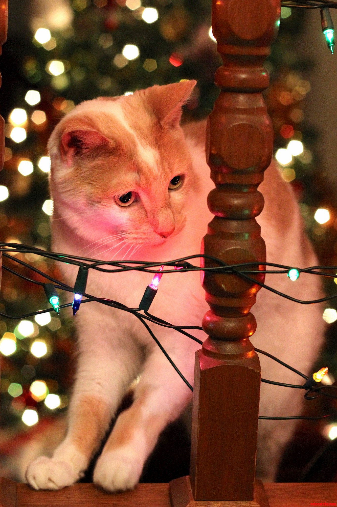 Merry Christmas from Whitman