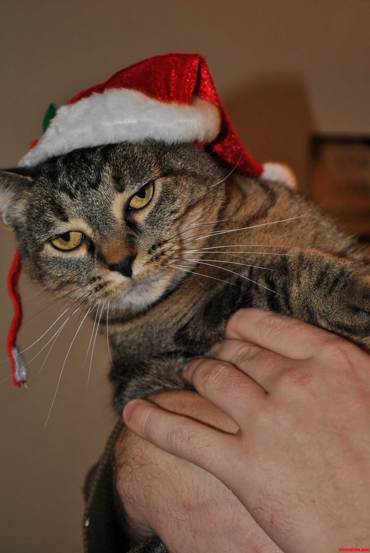 Merry Ing Christmas Human.