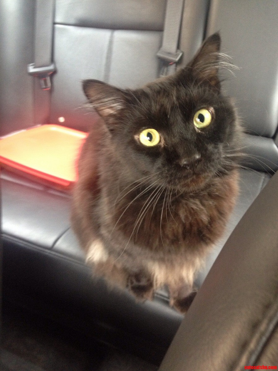 Midnight Loves Riding in the Car Without a Carrier