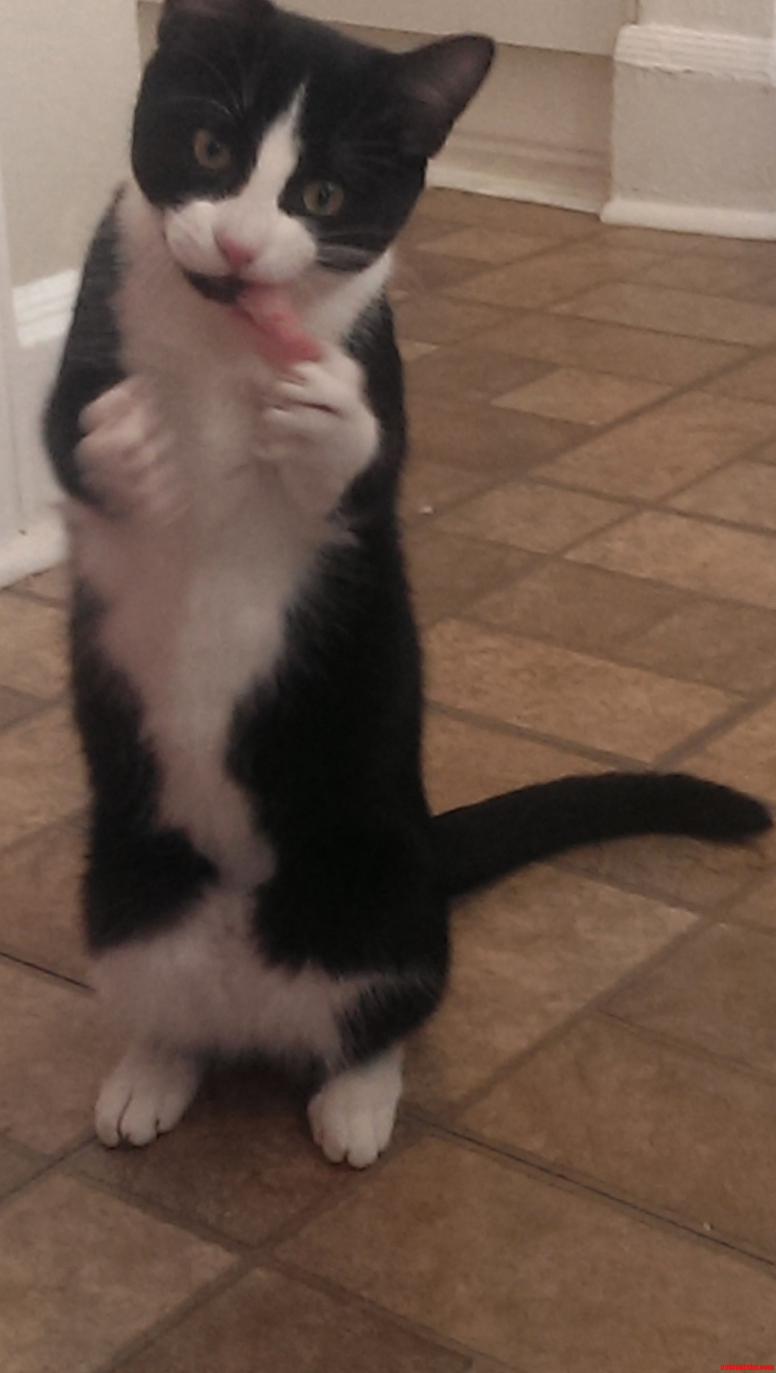 Milo Eats with His Paws