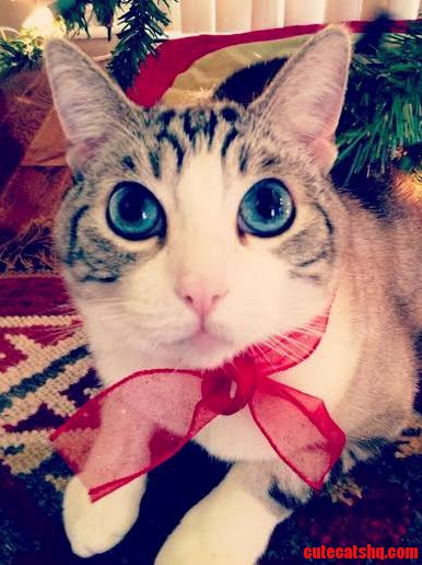 Milo the Most Handsome Present Under the Tree