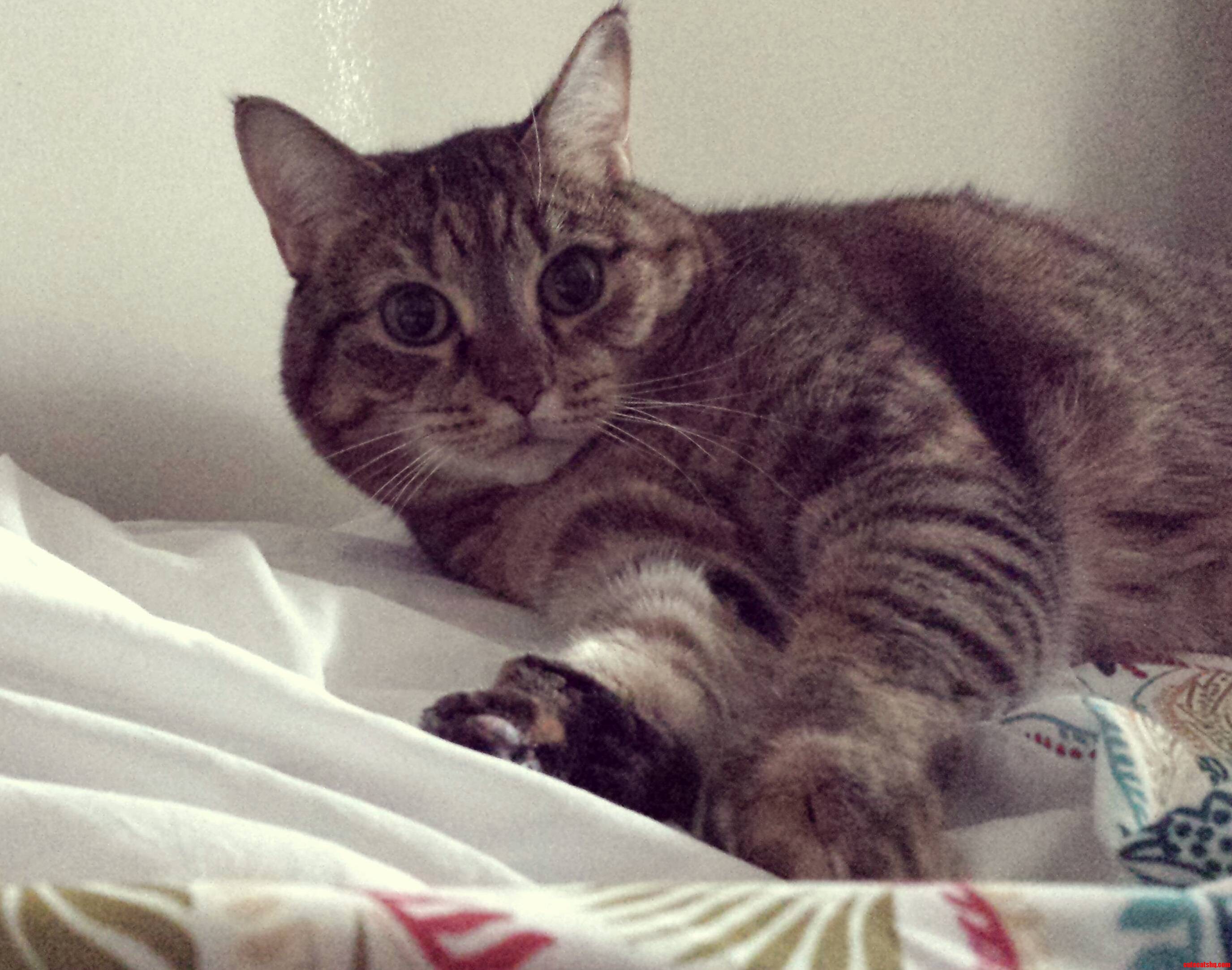 Miss Lazy Paws