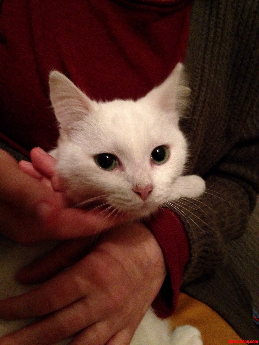 Mister Kitty Fantastico Is Arriving. Now We Need a Real Name for Him