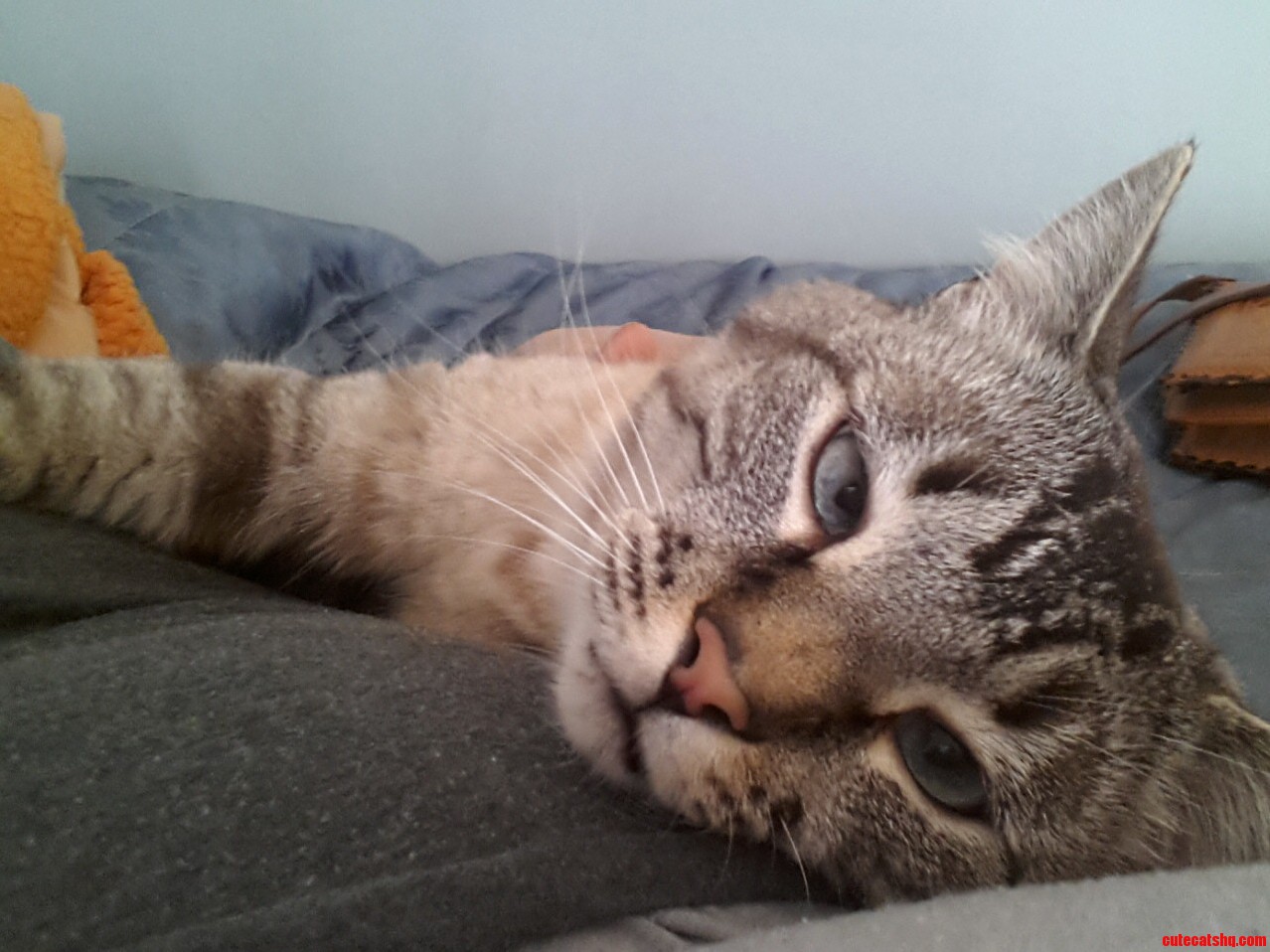Misty Got Dumped on My Dad After Hiw Owner Moved Out