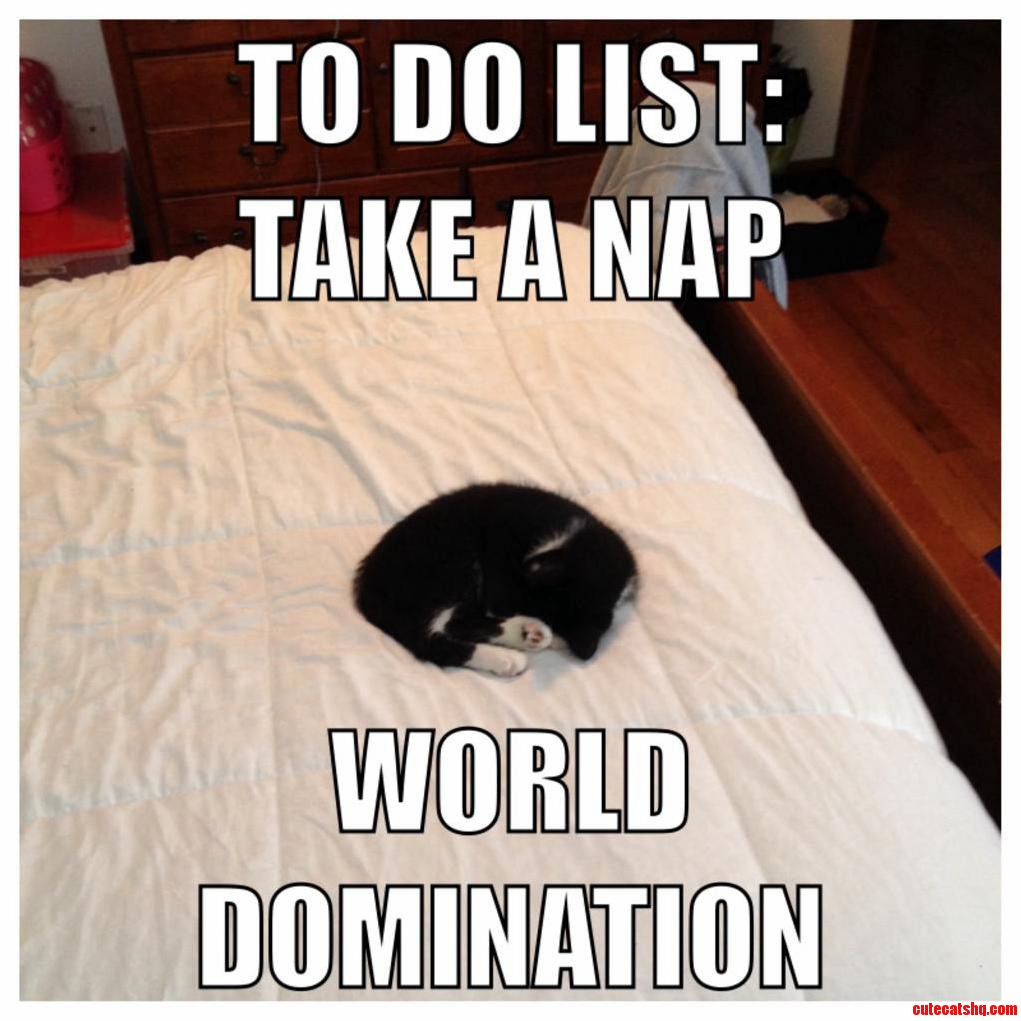 Moose Has Big Plans