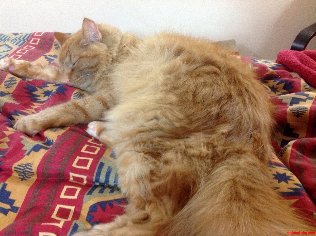 Mr. Luke Is So Fluffy