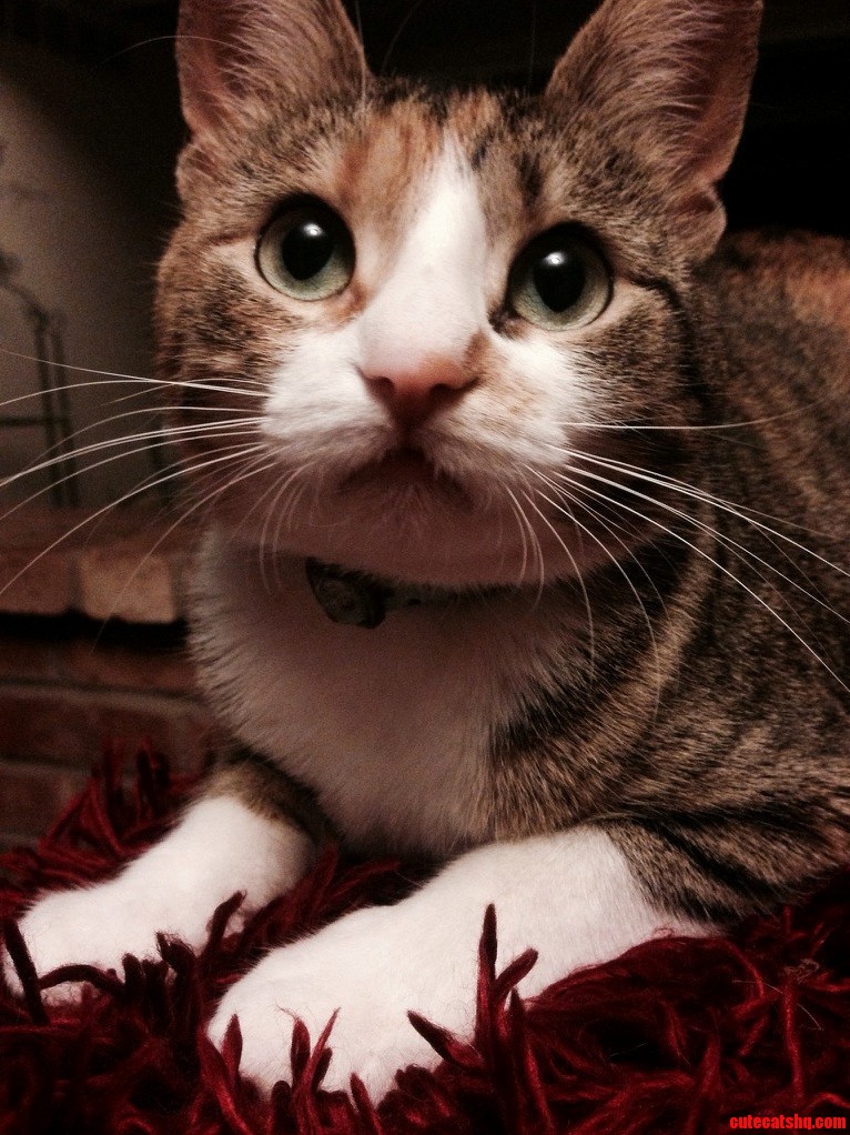 Muffinz Is Always Curious About Something.