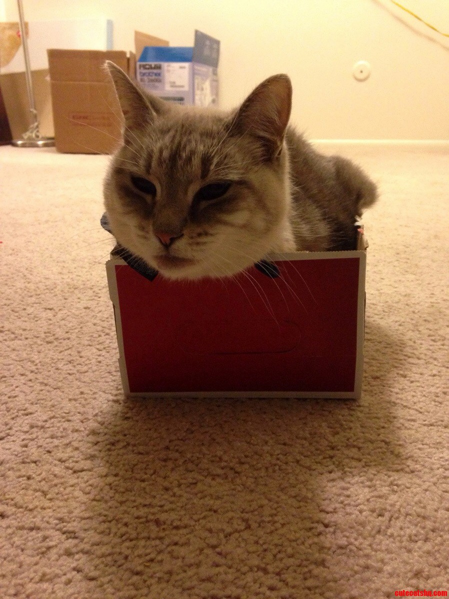 My 14-pound Cat in a Shoebox.