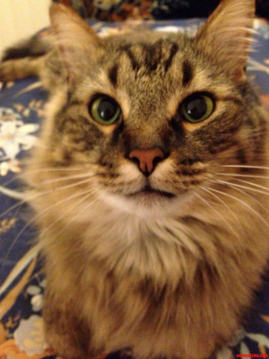 My 30 Pound Baby Cat.