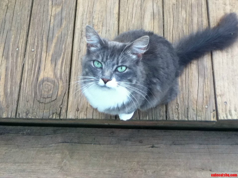 My 4 Year Old Cat Lorie.