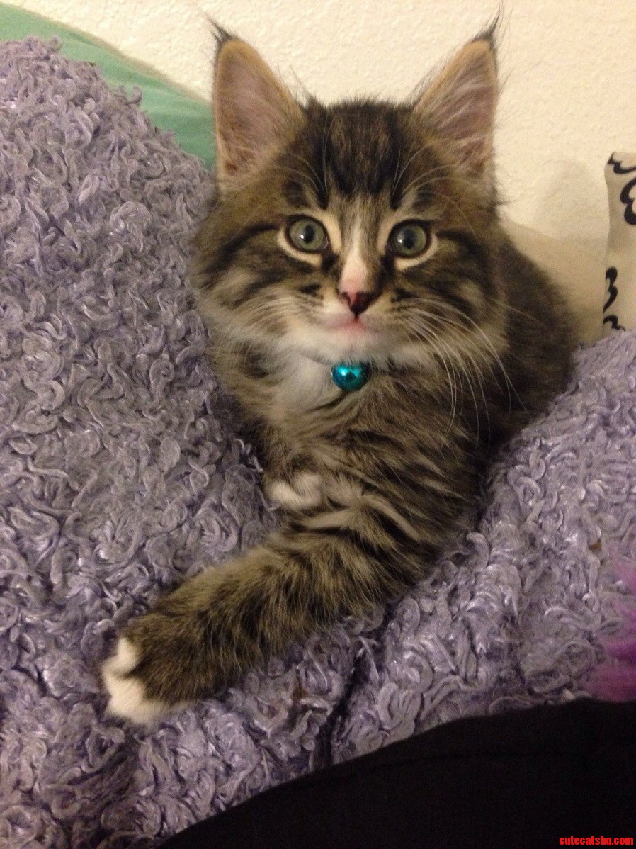 My 6 Week Old Kitten Simon.