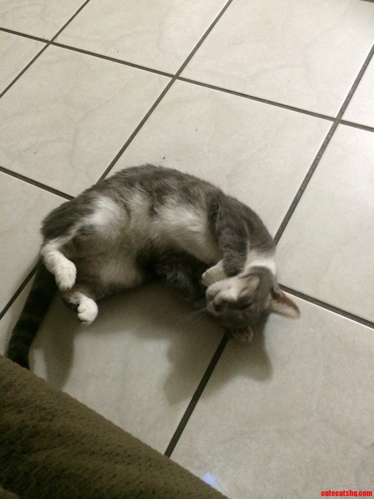 My 9 Year Old Cat Trying to Be Cute Did She Succeed