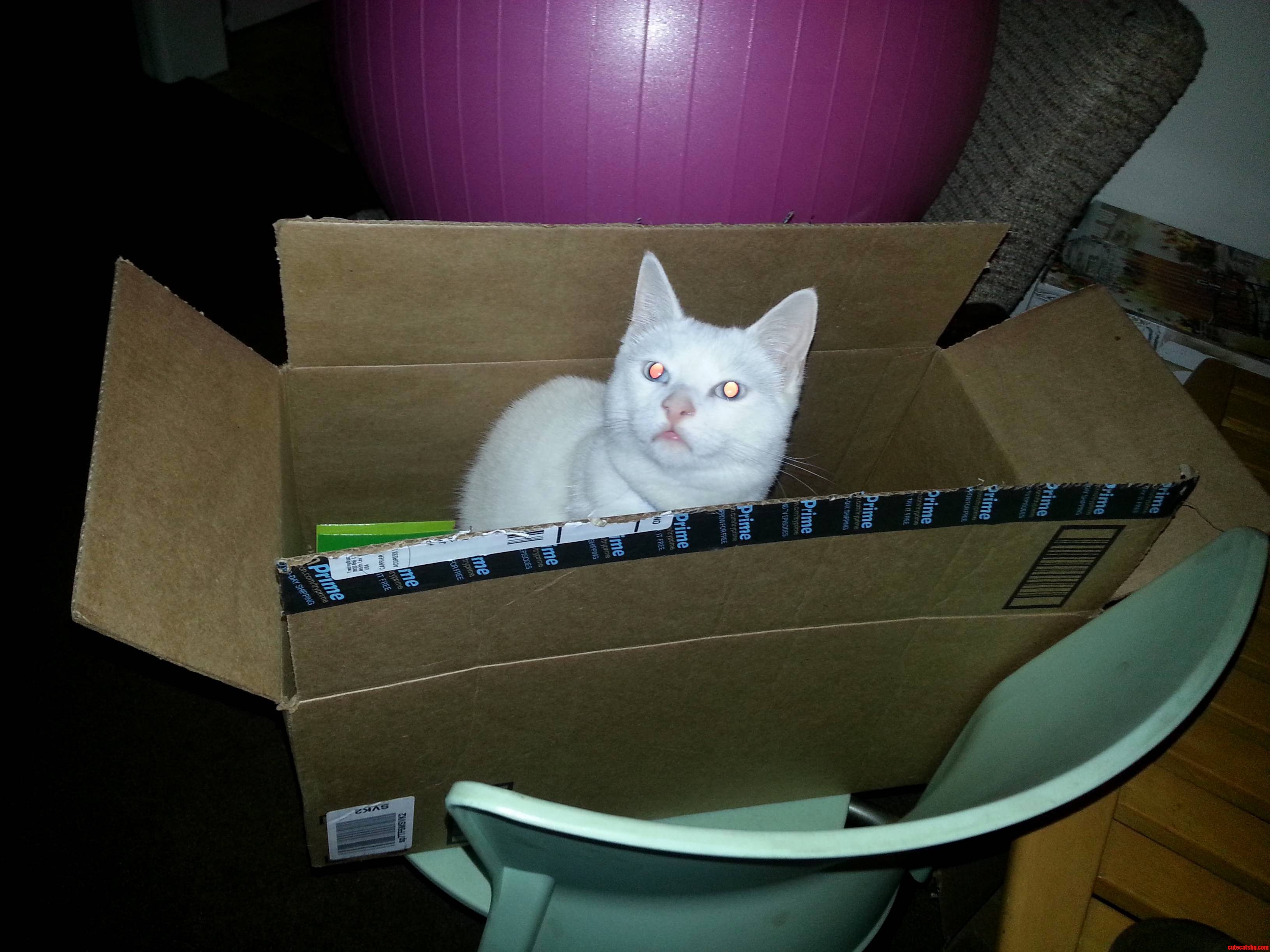 My Amazon Prime Cat Finally Showed Up He Arrived Defective with a Derp. Gotta Exchange Him.