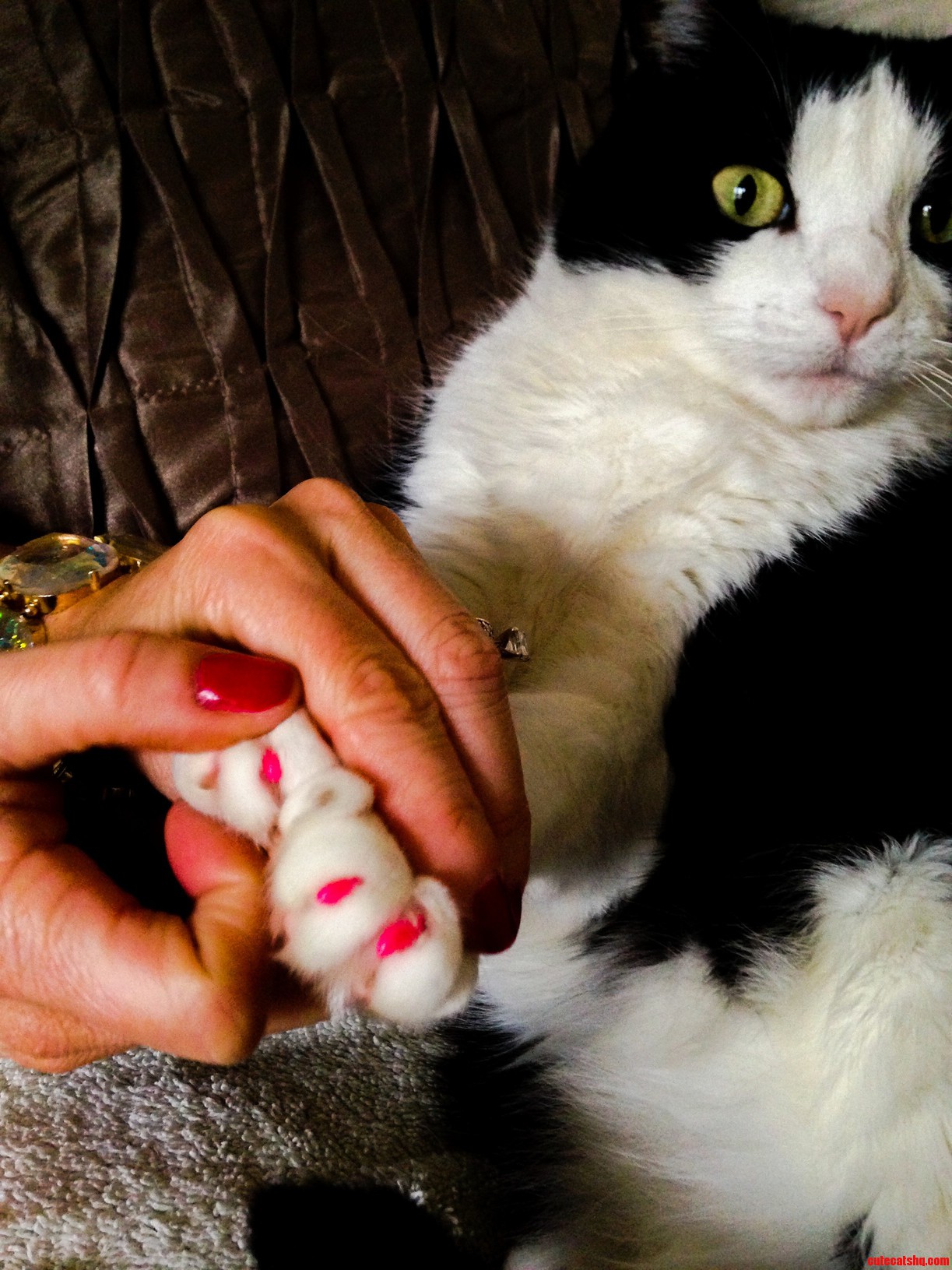 My Aunts Cat Moxie Has Pink Claw Caps