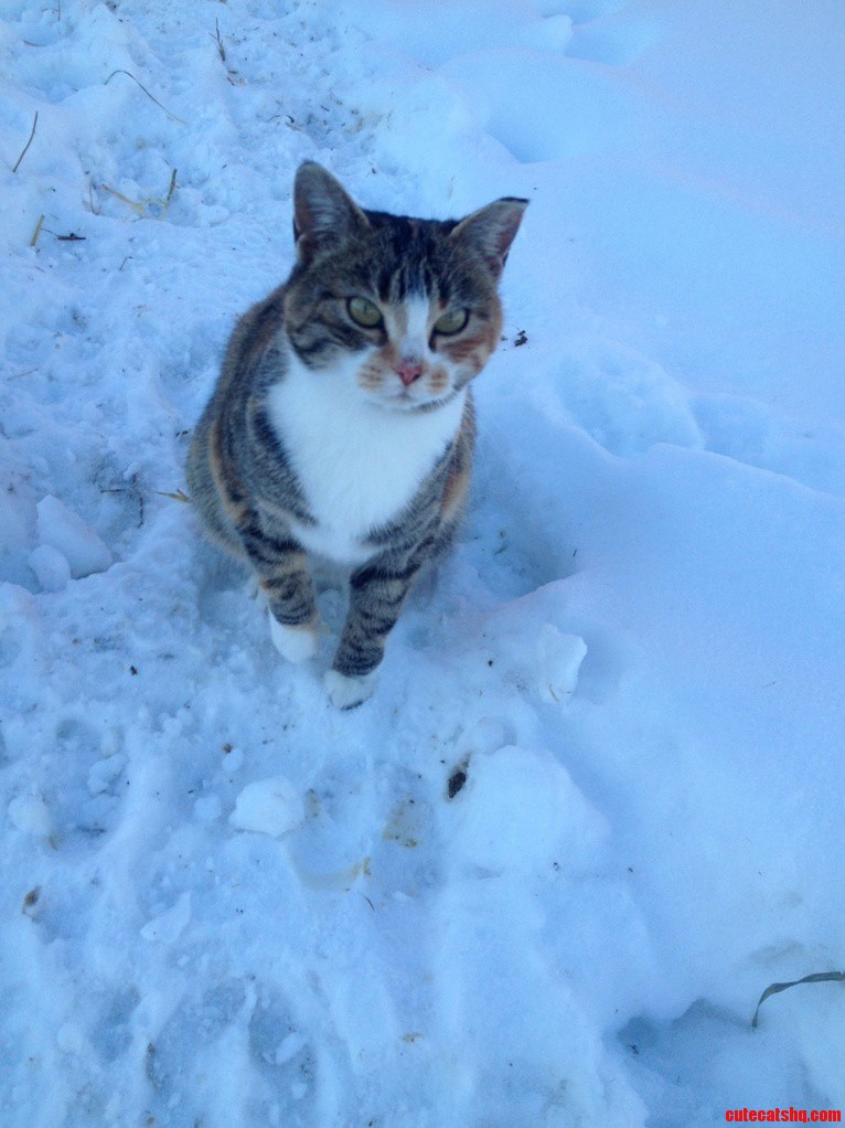 My Barn Cat Mrs.cuddlesworth