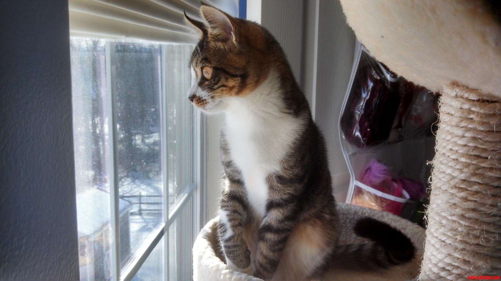 My Beautiful Kitten Looking Out the Window