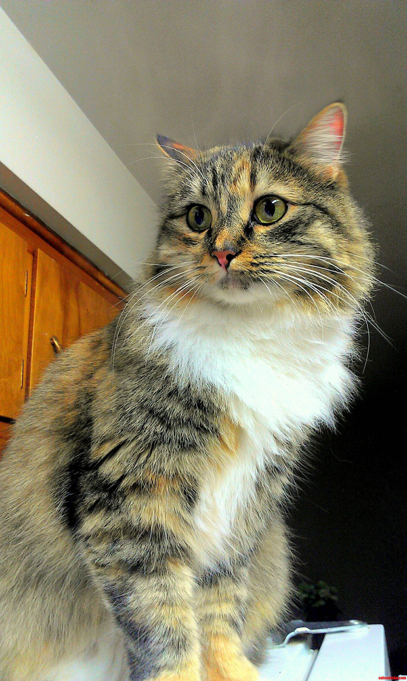 My Beautiful Little Kitty Is More Than I Could Have Asked for What a Sweet Little Cat She Is
