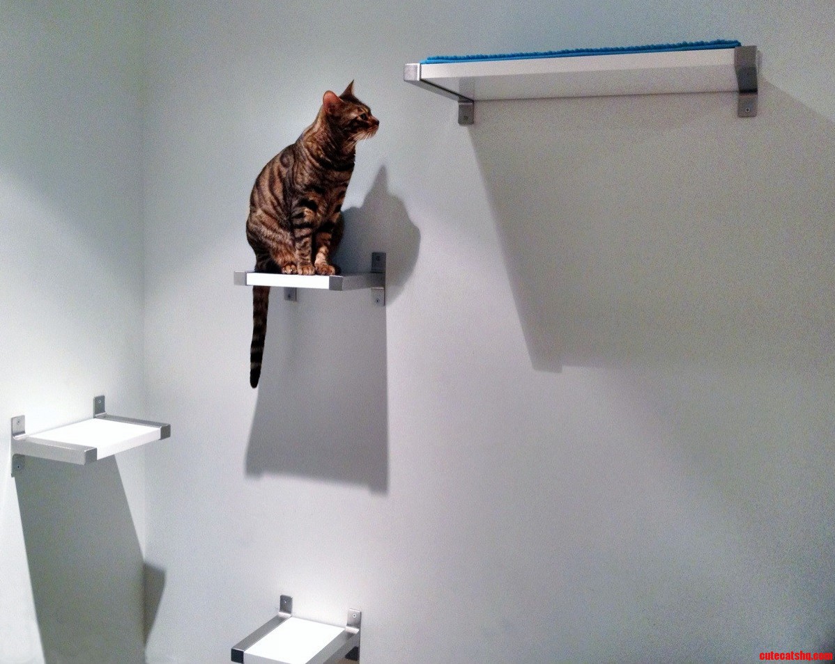 My Bengal Loves to Climb So I Made Her a Cat Condo Out of Ikea Shelves. More Pics in Comments