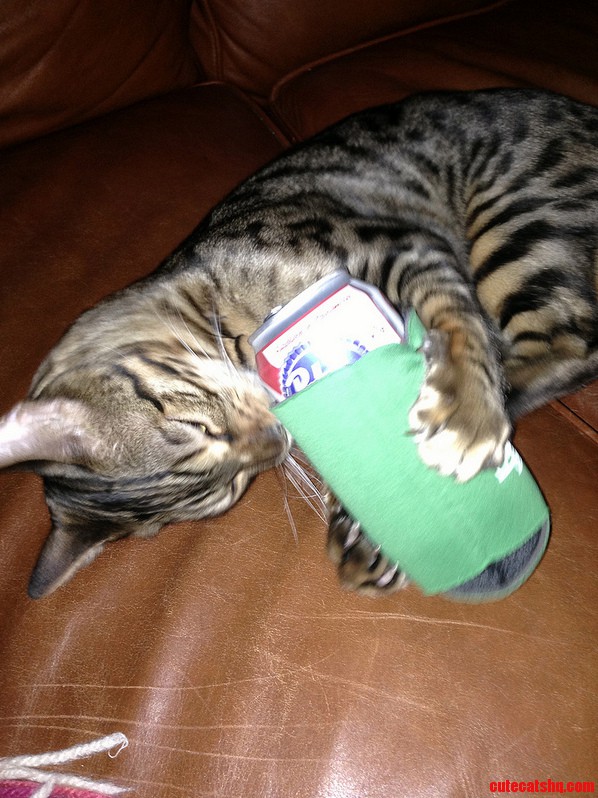 My Bengal Pabst Out