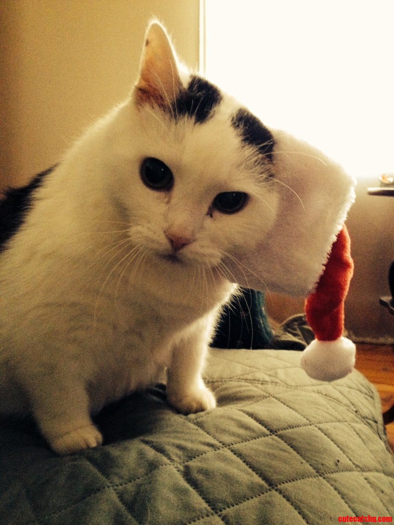 My Boyfriends Cat Is Ready for Christmas.
