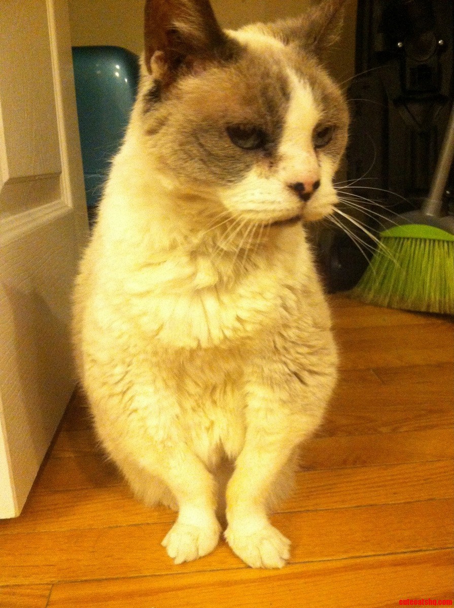 My Brothers Cat Shadow Is Such a Pretty Old Lady