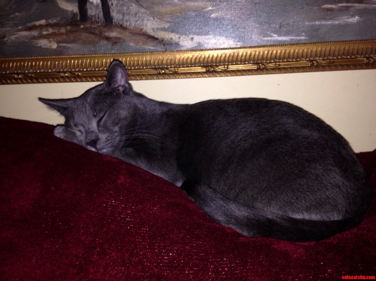 My Buddy Loves Sleeping on Top of Our Couch.