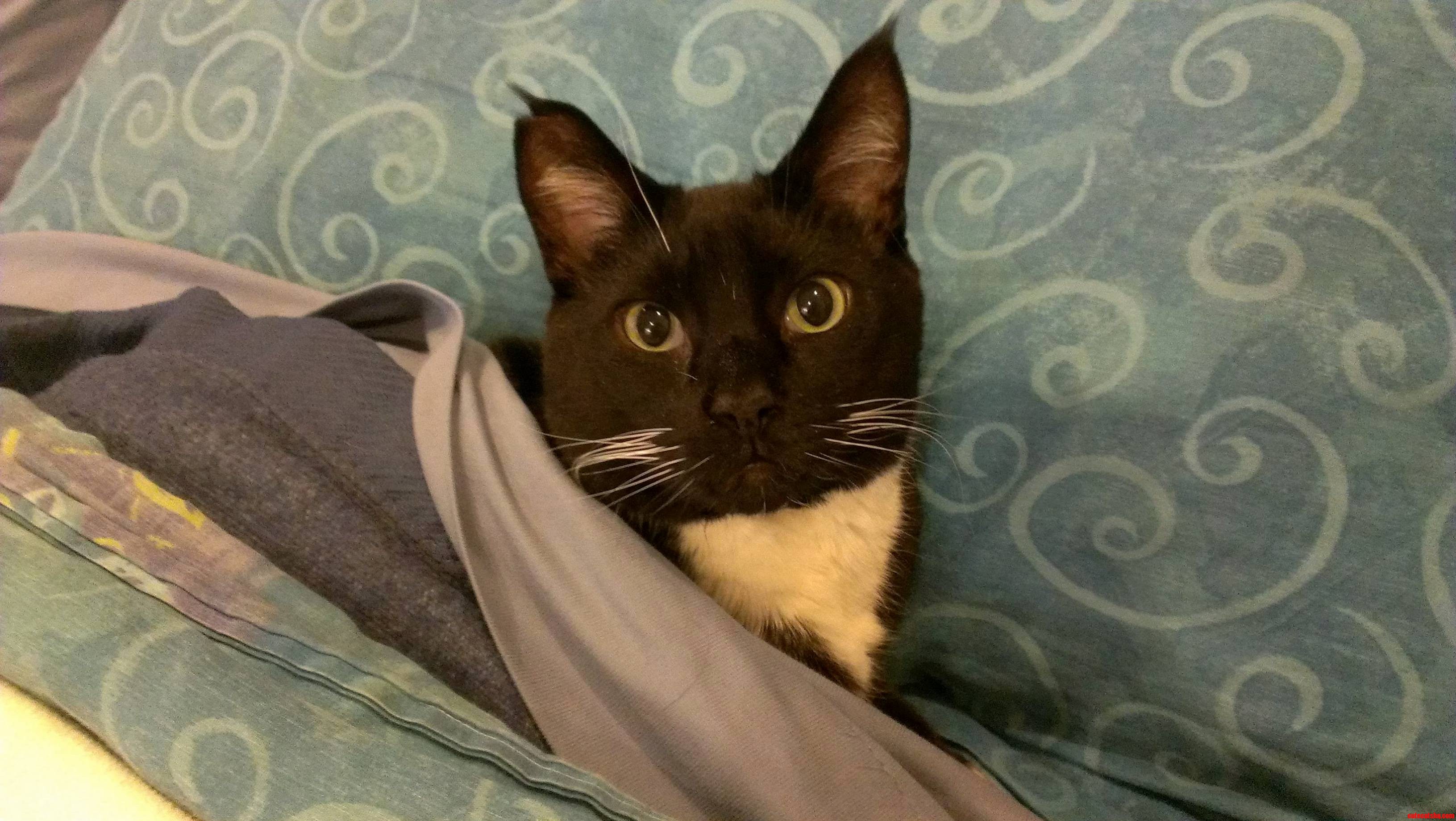 My Buddy Macgyver Likes to Think Hes People