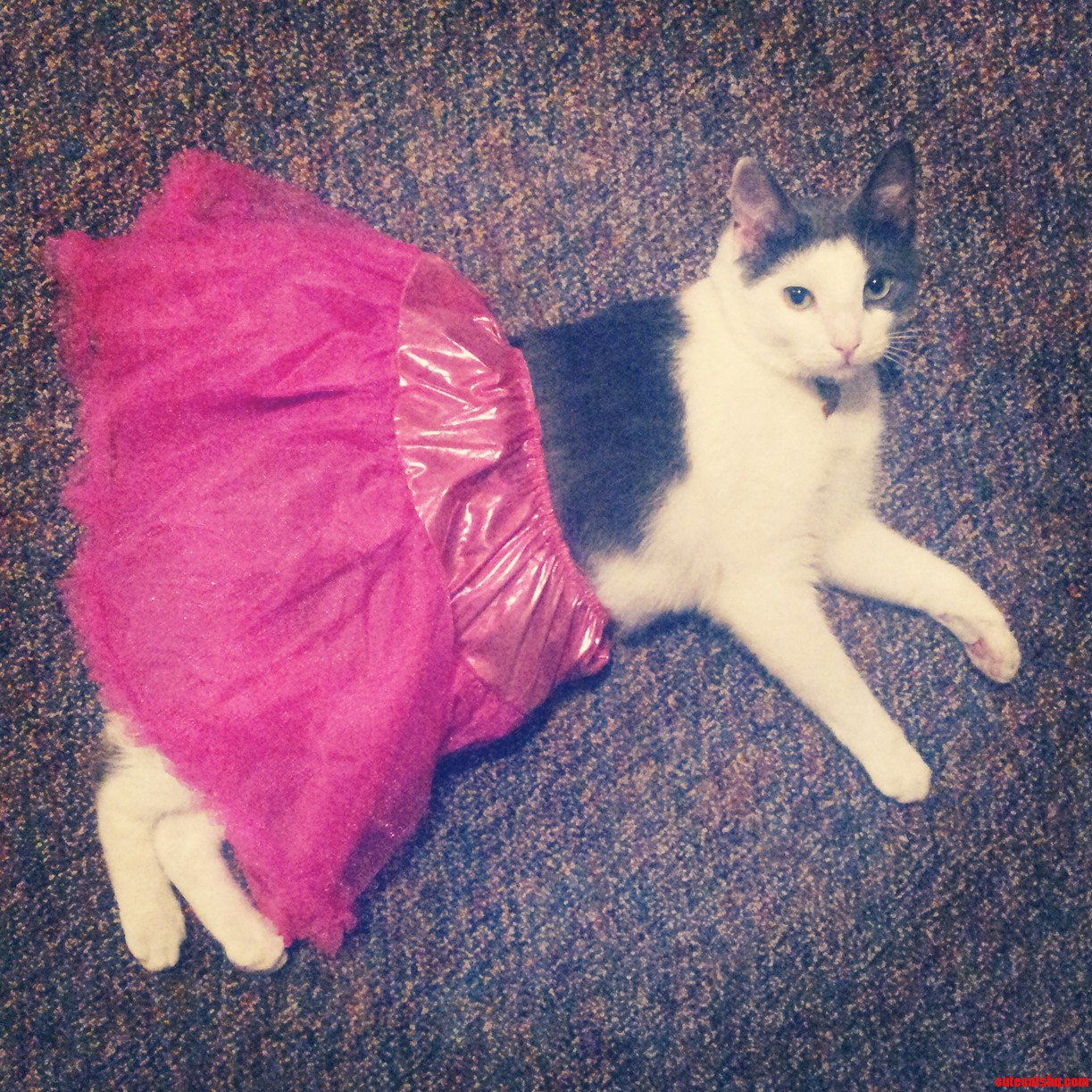 My Cat Carraway Gave All His Cares Away