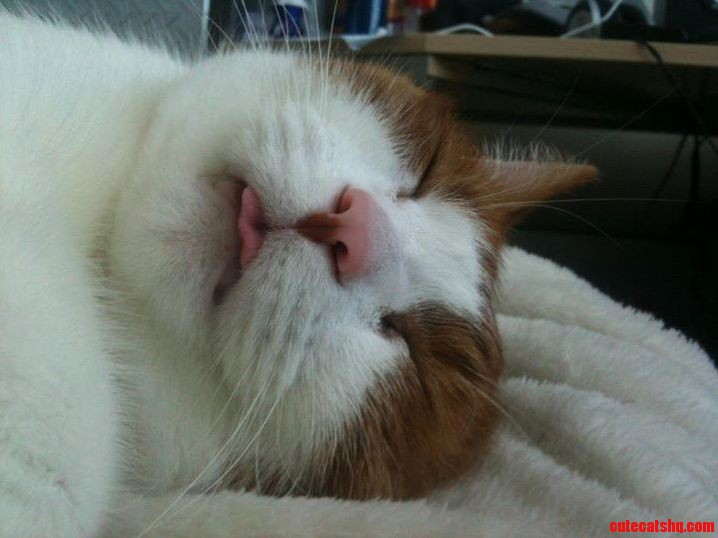 My Cat Does the Cutest Stuff